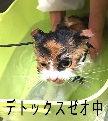 ネコシャンプー